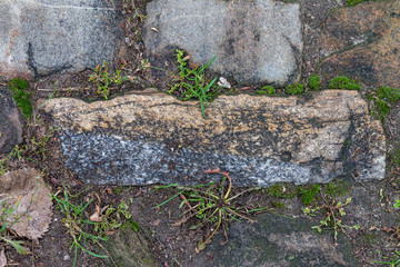 A close view on a brick of an old brick road. Grey brick, green grass, moss and lichen.