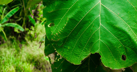 Natural green leaves of tropical foliage in the forest. Wild vegetation in nature for jungle theme background