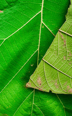Teak leaves texture for natural green vertical backdrop.  Detailed leaf of tropical foliage in the forest. Wild vegetation in nature for jungle theme background.