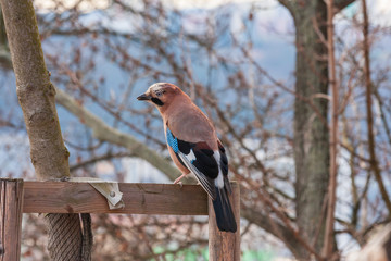 Garrulus glandarius - Eurasian jay bird which has blue feathers and sits on a tree. Photo close up.