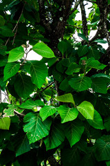 Texture of natural green leaves of tropical plant in the forest. Wild vegetation in nature for jungle theme background design.