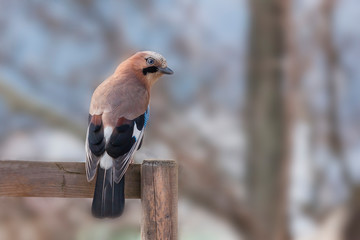 Garrulus glandarius - Eurasian jay bird which has blue feathers and sits on a tree. Photo close up.