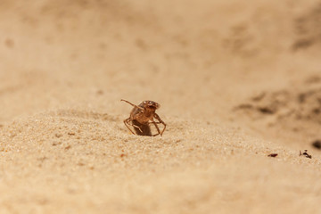 Dry conch from which the dragonfly hatched