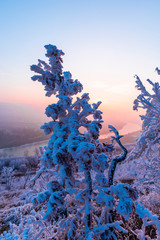 Winter rime on the trees landscape
