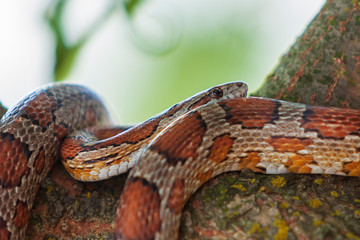 Pantherophis guttatus - Red snake crawls on a tree trunk. Background consists of green grass.