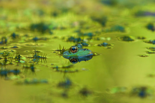 Frog - Anura's head is in the water, nice eyes are seen and the image is reflected in the water. Photo has beautiful bokeh.