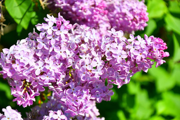 Purple lilac flowers