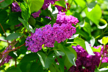 Obraz na płótnie Canvas Purple lilac flowers