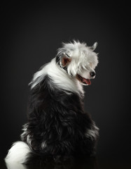 portrait of a Chinese crested dog on a dark background. nice Pet in the studio.