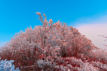 Winter rime on the trees landscape