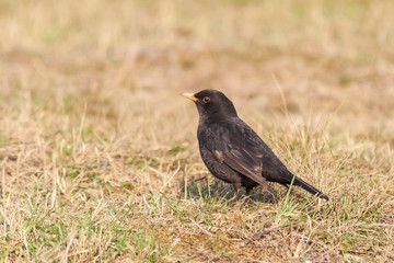 Turdus merula - Blackbird in the meadow looking for food