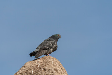Columba - pigeon sitting on stone and background is blue sky without clouds.