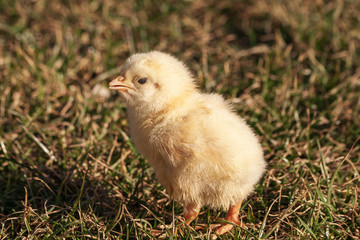 Small yellow live chicken on green grass.