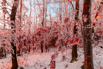 Winter rime on the trees landscape
