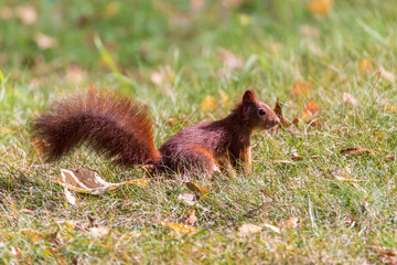 Eichhörnchen 42