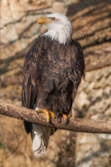 Portrait of Haliaeetus leucocephalus - Bald Eagle with nice background