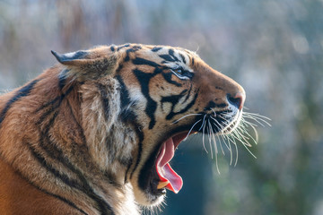 Portrait of Panthera tigris which has an open mouth and sticks out its tongue. The background is a beautiful bokeh.