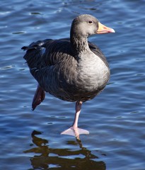 duck balanced on a paw
