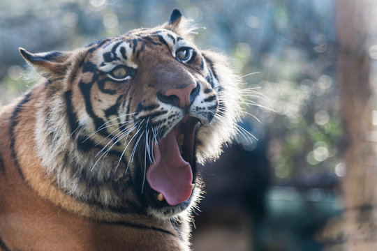 A tiger that has an open mouth and values teeth