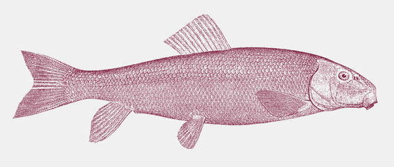 Shorthead redhorse, moxostoma macrolepidotum, a freshwater fish from north america in side view