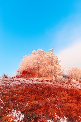 Winter rime on the trees landscape