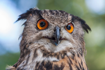 Portrait of Bubo bubo - Eurasian Eagle Owl with forest background.