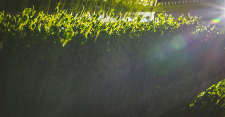 Lettuce seedlings and young radishes in the open ground.