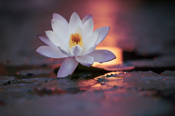 White lotus blossoms, water lily flowers blooming in the pond.	