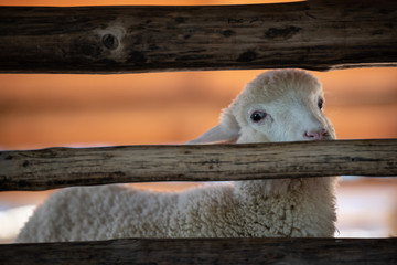 Cute sheep looking with curiously in the cage.