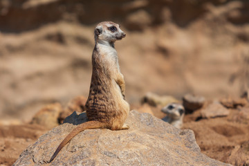Fototapeta premium Meerkat - Suricata suricatta standing on a stone guarding the surroundings in sunny weather. Photo has nice bokeh.