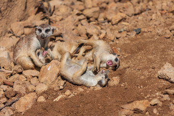 Meerkat - Suricata suricatta family playing in sunny weather. Photo has nice bokeh.