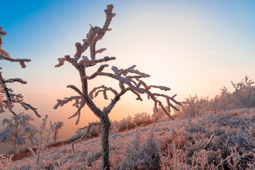 Winter rime on the trees landscape