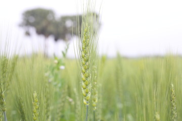 Green Wheat Ears Cultivated Wheat In The Field