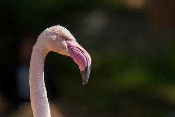 Beautiful close-up portrait of Greater Flamingo - Phoenicopteriformes with nice background and bokeh.