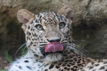 Plakat Portrait of a Cheetah - Acinonyx jubatus that licks
