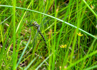 A dragonfly clinging to long grass, Garnock Spout, North Aryshire, Scotland