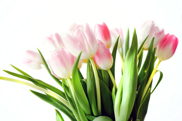 Spring flowers pink tulips on the white background