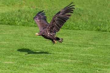 Obraz premium Sea eagle - Haliaeetus albicilla flying low above the ground on a green light background. The eagle is trained by a falconer.