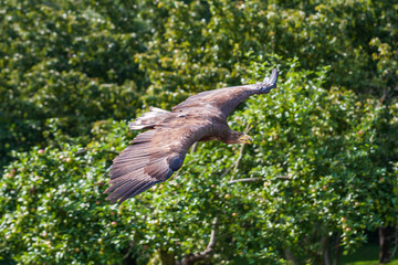 Sea eagle - Haliaeetus albicilla flying low above the ground on a green light background. The eagle is trained by a falconer.