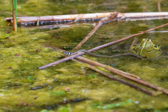 Natrix natrix - the snake crawls in the water