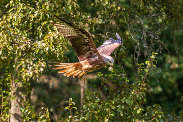 Red Kite - Milvus milvus in flight on background is forest.