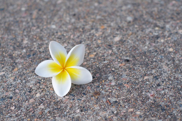 Frangipani flower on pavement