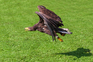 Sea eagle - Haliaeetus albicilla flying low above the ground on a green light background. The eagle is trained by a falconer.