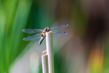 Anisoptera - dragonfly sitting on a blade of grass. The background is a nice bokeh.