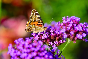 Schmetterling auf rosa Blüte