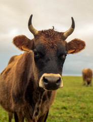 Dairy cow in an agricultural meadow. close up of cows. green meadow