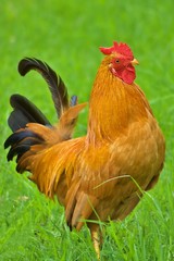 Proud orange rooster with black tail feathers and red face against a grass green background