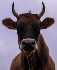 Dairy cow in an agricultural meadow. close up of cows. green meadow