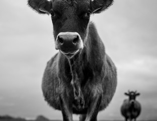 Dairy cow in an agricultural meadow. close up of cows. green meadow