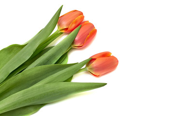 Fototapeta premium Side view of three small vivid red tulip flowers and green leaves isolated on white, beautiful indoor floral background photographed with small focus